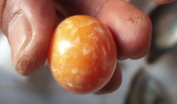 Trên chiếc phao có một số vỏ ốc, vỏ sò dính vào, Hatchai và người em trai Worachat Niyomdecha, 35 tuổi, mang về nhà. Ông Bangmad, 60 tuổi, cha của Hatchai đã làm sạch và tách ra thì bất ngờ nhìn thấy viên ngọc trai màu cam tuyệt đẹp có kích thước lớn hơn đồng xu 10 pence của Anh một chút.