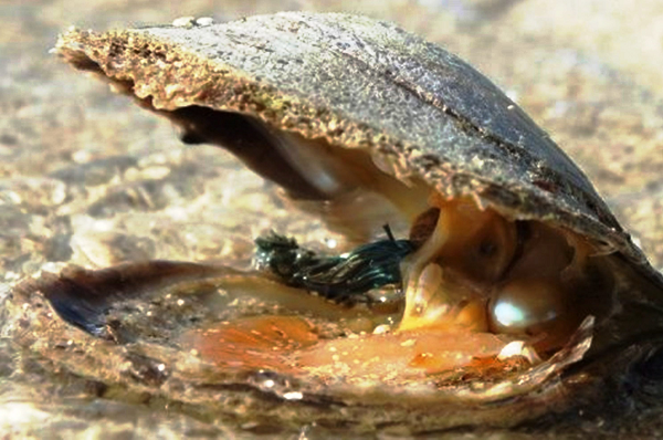 Ngọc trai hình thành thông qua cơ chế tự vệ của loài nhuyễn thể. Khi có dị vật (thường là các sinh vật nhỏ, cát) lọt qua lớp vỏ và xâm nhập vào phần thân mềm của các loài trai/sò. Chúng sẽ phát triển và dần trở thành viên ngọc trai sáng bóng.