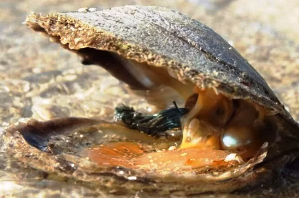 Ngọc trai hình thành thông qua cơ chế tự vệ của loài nhuyễn thể. Khi có dị vật (thường là các sinh vật nhỏ, cát) lọt qua lớp vỏ và xâm nhập vào phần thân mềm của các loài trai/sò. Chúng sẽ phát triển và dần trở thành viên ngọc trai sáng bóng.