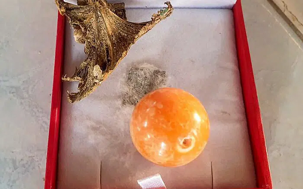 Viên ngọc trai nặng khoảng 7,68 gram. Cả gia đình sau đó quyết định đem viên ngọc trai kiểm tra giá trị. Được biết, đó là một viên ngọc trai Melo màu cam quý hiếm, loại đá quý cực kỳ đắt giá hình thành bên trong vỏ của một con ốc lớn có tên là Melo.