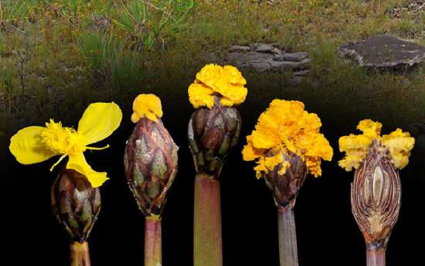 Sau khi nghiên cứu thêm các tài liệu, Wurdack nhận ra rằng những bông hoa màu cam này không phải là hoa. Thay vào đó, chúng là sản phẩm "bắt chước" mà một loại nấm có tên Fusarium xyrophilum tạo ra. Fusarium xyrophilum lây nhiễm toàn bộ cây, ngăn loại cỏ này nở hoa. Sau đó chúng phát triển hoa giả từ các mô nấm.