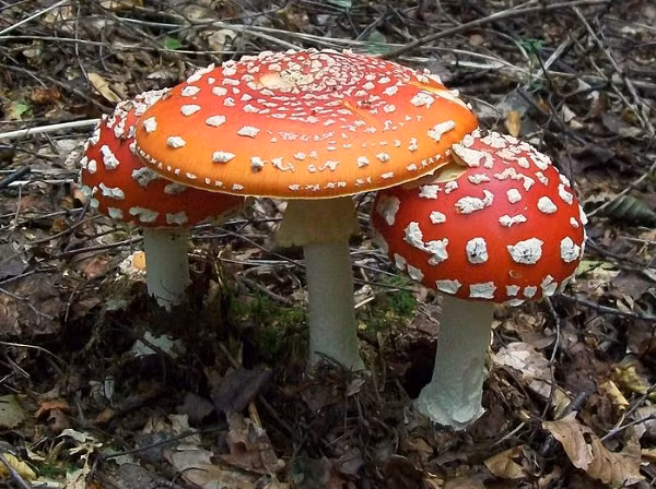 Tác nhân gây độc chính trong nấm tán bay là muscimol và axit ibotenic. Những độc tố kể trên tác động lên hệ thần kinh trung ương, gây kích ứng, buồn nôn, buồn ngủ, ảo giác.