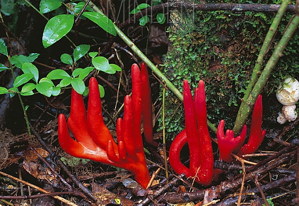 Chất độc ảnh hưởng đến tất cả các bộ phận trong cơ thể nhưng chủ yếu là gan, thận, não, làm suy giảm tế bào máu, khiến nạn nhân bị lột da mặt, rụng tóc giống như bị nhiễm độc phóng xạ hoặc bệnh bạch cầu.