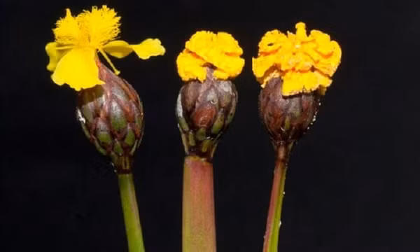 Nhà thực vật học Kenneth Wurdack đã quan sát thấy điểm bất thường trên các bông hoa của loài cỏ mắt vàng. Không giống như các bông hoa điển hình của loài này, chúng có màu vàng cam hơn, kết thành từng chùm chặt chẽ.