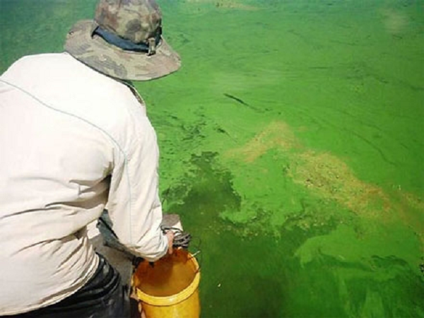 Vi khuẩn lam còn là nguyên liệu hữu cơ đa chức năng, có thể làm chất nền để nuôi các vi khuẩn khác. Chúng có thể cung cấp đường, axit amin và chất dinh dưỡng cho các sinh vật sống khác. Ngoài ra còn có thể dùng để sản xuất thuốc men tại chỗ.