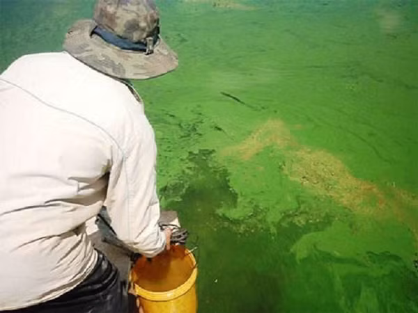 Vi khuẩn lam còn là nguyên liệu hữu cơ đa chức năng, có thể làm chất nền để nuôi các vi khuẩn khác. Chúng có thể cung cấp đường, axit amin và chất dinh dưỡng cho các sinh vật sống khác. Ngoài ra còn có thể dùng để sản xuất thuốc men tại chỗ.