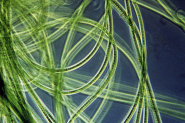 Các nhà khoa học hy vọng có thể dùng nó biến đổi cả Sao Hỏa thành một hành tinh tương tự Trái đất, như chúng đã làm với Trái đất 2,4 tỉ năm trước.