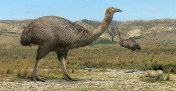 Chim voi Aepyornis - loài chim khổng lồ không biết bay sống ở Madagascar được xem là loài chim lớn nhất trên thế giới. Các nhà nghiên cứu cho rằng chúng đã hoàn toàn bị tiêu diệt vào đầu thế kỷ 18.