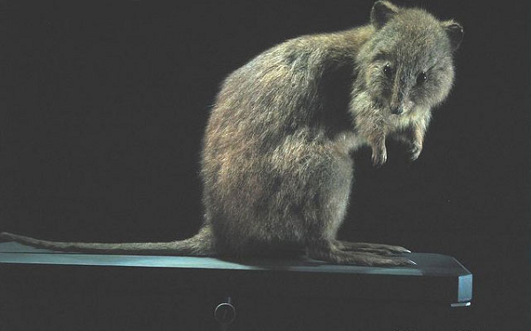 Sau khi người châu Âu đến định cư tại Úc cách đây vài trăm năm, nhiều sinh vật trên đất nước này đã bị suy giảm và dẫn tới tuyệt chủng do môi trường sống bị thu hẹp, do nạn săn bắn phổ biến vào giữa những năm 1800, trong đó có chuột túi mặt rộng (Potorous platyops).