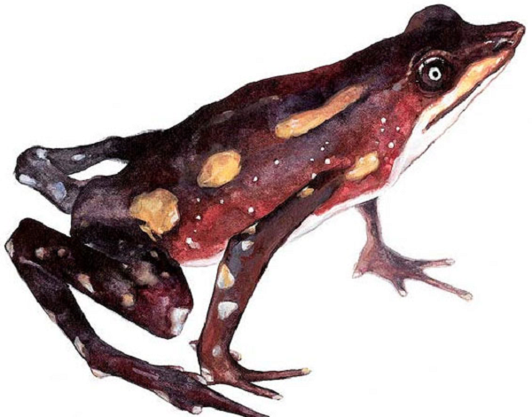 Atelopus longirostris là một loài cóc mõm dài sống tại các khu rừng ẩm ướt ở miền Bắc Ecuador và đã không còn được nhìn thấy kể từ năm 1989. Lý do tuyệt chủng của loài lưỡng cư này hiện vẫn chưa được xác định, nhưng các chuyên gia tin rằng căn bệnh chytridiomycosis do nấm Batrachochytrium dendrobatidis gây nên chắc chắn là một phần nguyên nhân.