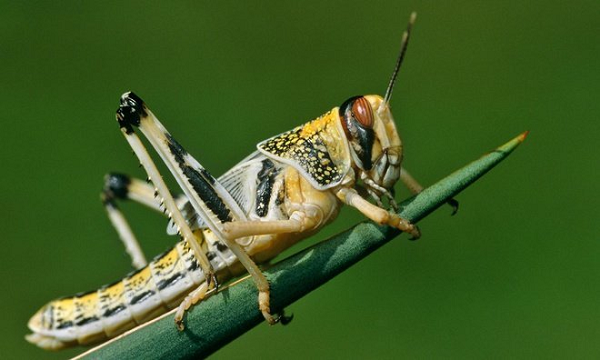  Châu chấu núi Rocky (Melanoplus spretus) gần như đã tuyệt chủng trong sự ngỡ ngàng của con người trong vòng chưa đầy 30 năm. Và bởi vì không ai dự kiến được một loài phổ biến như vậy lại tuyệt chủng nên có rất ít mẫu vật được thu thập.