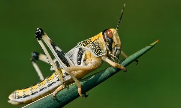  Châu chấu núi Rocky (Melanoplus spretus) gần như đã tuyệt chủng trong sự ngỡ ngàng của con người trong vòng chưa đầy 30 năm. Và bởi vì không ai dự kiến được một loài phổ biến như vậy lại tuyệt chủng nên có rất ít mẫu vật được thu thập.
