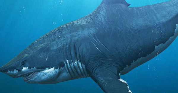 Loài cá mập Megalodon khổng lồ này được coi là sinh vật có xương sống hung tợn bậc nhất trong lịch sử với những chiếc răng nhọn dài đến 18 cm. Cơ thể Megalodon có thể đạt tới chiều dài 18 mét, nặng hơn 100 tấn. Tuy nhiên, cách đây khoảng 28 triệu năm đến 1,5 triệu năm, chúng bỗng dưng biến mất không dấu vết.