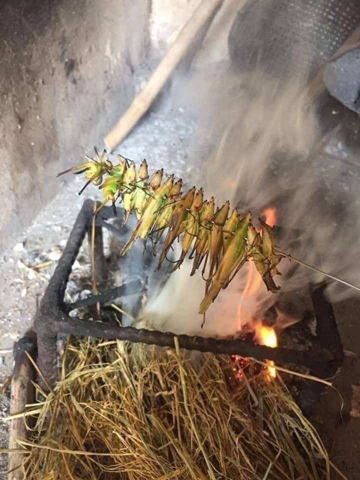 Mùa gặt, trẻ con thường theo bố mẹ ra đồng để bắt cào cào, châu chấu nướng ăn.