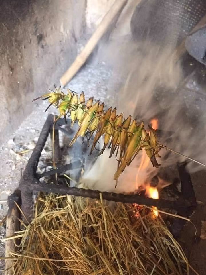 Mùa gặt, trẻ con thường theo bố mẹ ra đồng để bắt cào cào, châu chấu nướng ăn.