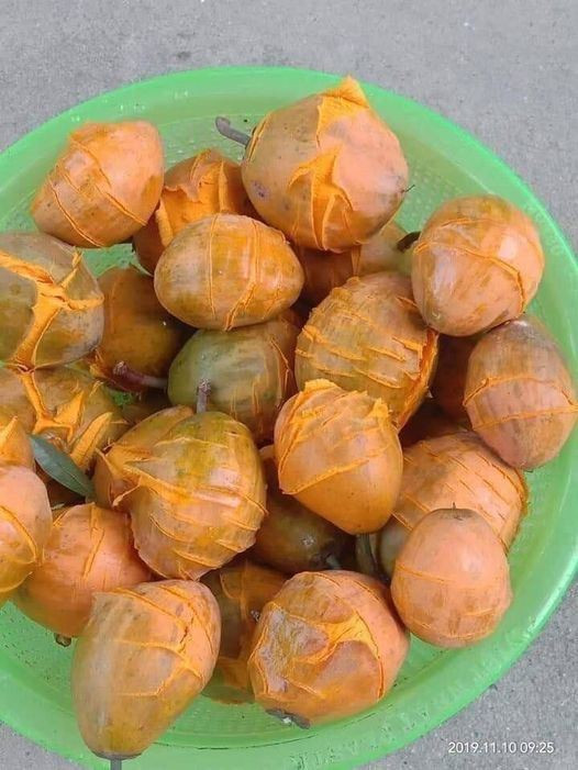 Quả trứng gà ngày nay lạ trở thành một loại quả ít gặp.