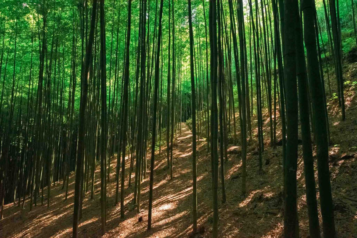 Bên cạnh những thửa ruộng bậc thang kỳ vĩ, thì rừng trúc Nả Háng Tủa Chử, hay còn gọi là rừng trúc Púng Luông, cũng là điểm check-in được nhiều du khách tìm đến khi khám phá Mù Cang Chải. Ảnh: Nguyễn Trọng Cung