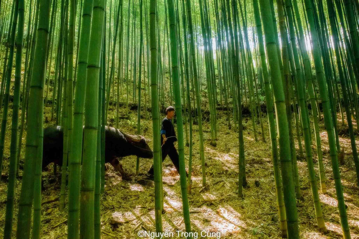 Khác với những lũy tre, trúc thường thấy, rừng trúc ở Nả Háng Tủa Chử cây mọc thưa, nhiều du khách ví như bối cảnh trong những bộ phim kiếm hiệp. Ảnh: Nguyễn Trọng Cung