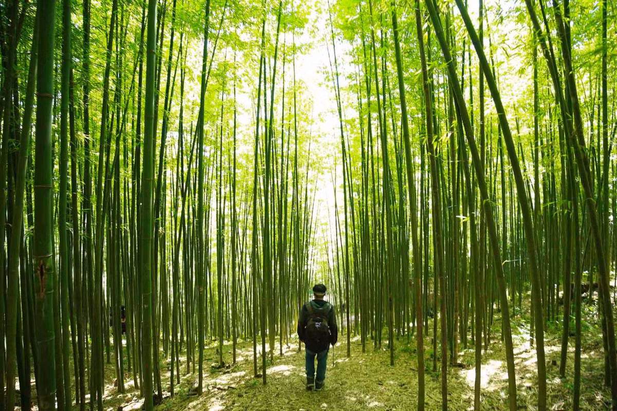 Càng vào sâu, du khách càng cảm nhận được không gian xanh mát, trong lành và thanh bình của khu rừng trúc. Ảnh: Nguyễn Thanh Tuấn