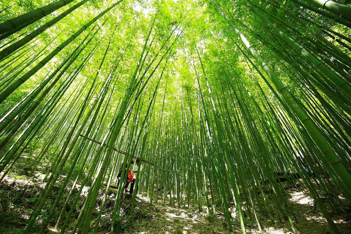 Thời điểm tháng 8 đến tháng 10 là thời gian lý tưởng để đến rừng trúc Nả Háng Tủa Chữ, lúc này thời tiết ít mưa, nắng nhẹ, phù hợp để đi bộ trải nghiệm ngắm vẻ đẹp xanh mướt nơi đây. Ảnh: Nguyễn Thanh Tuấn