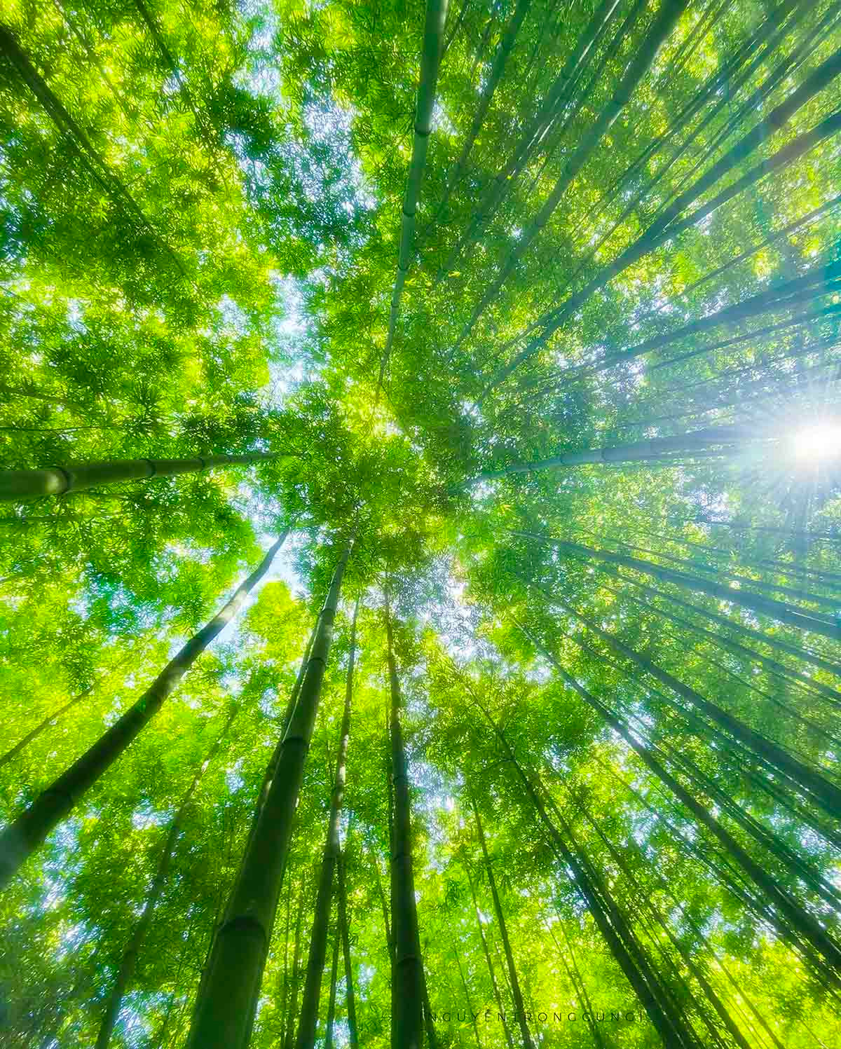 Rừng trúc này đã có cách đây hơn 60 năm, với hàng trăm ngàn cây trúc vươn thẳng lên bầu trời. Ảnh: Nguyễn Trọng Cung