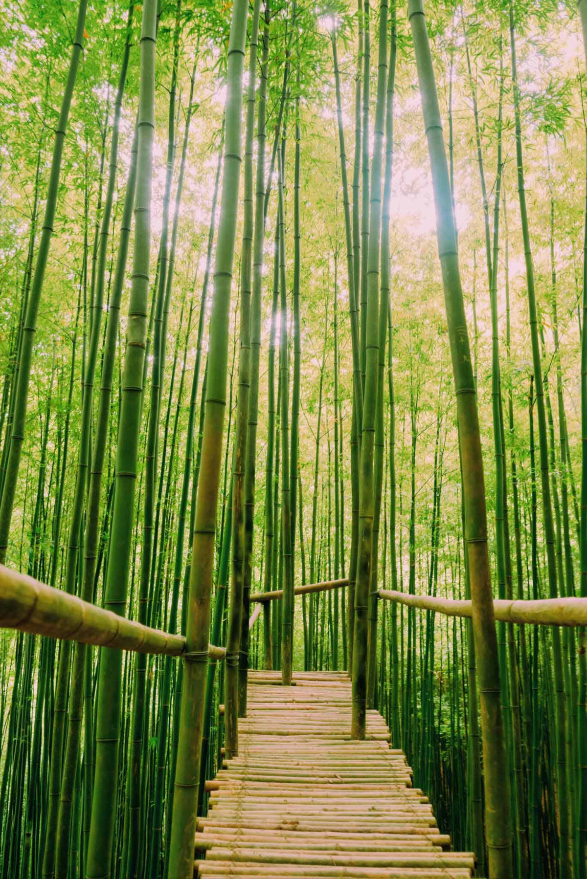 Thân cây cao vút, thẳng tắp thi nhau “vươn” lên. Ảnh: Lê Trọng Nghĩa