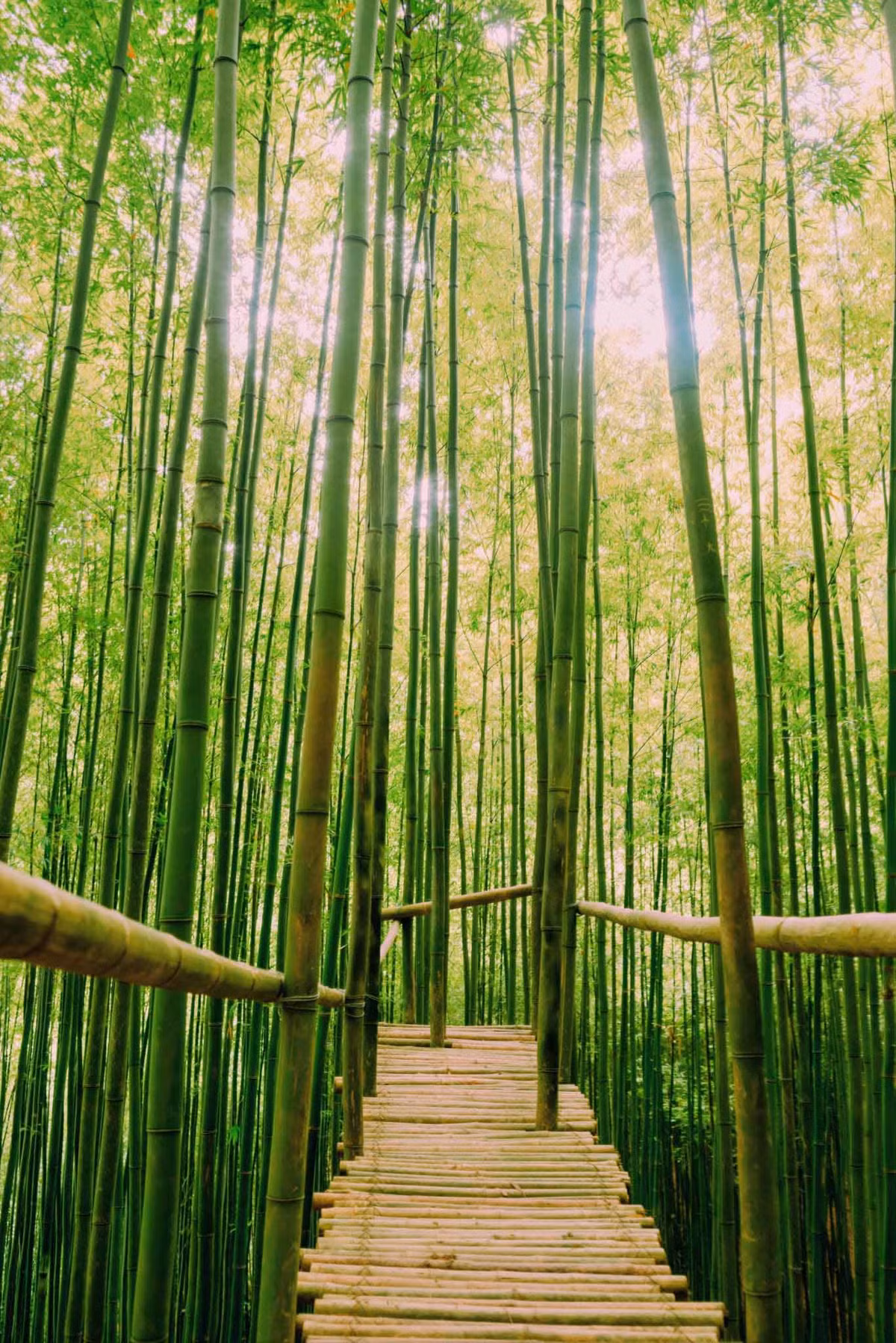 Thân cây cao vút, thẳng tắp thi nhau “vươn” lên. Ảnh: Lê Trọng Nghĩa