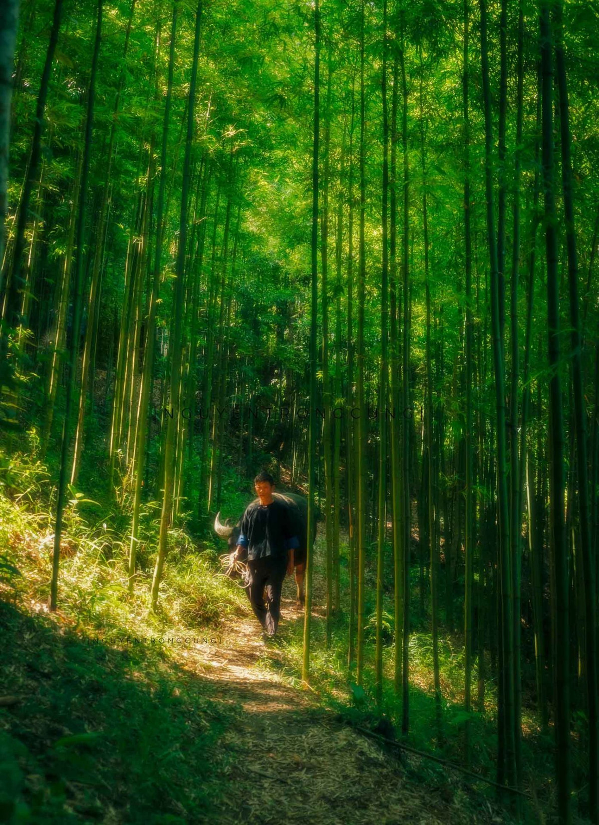 Để đến được với rừng trúc du khách phải trải qua quãng đường rừng khá hẹp và khó đi. Ảnh: Nguyễn Trọng Cung