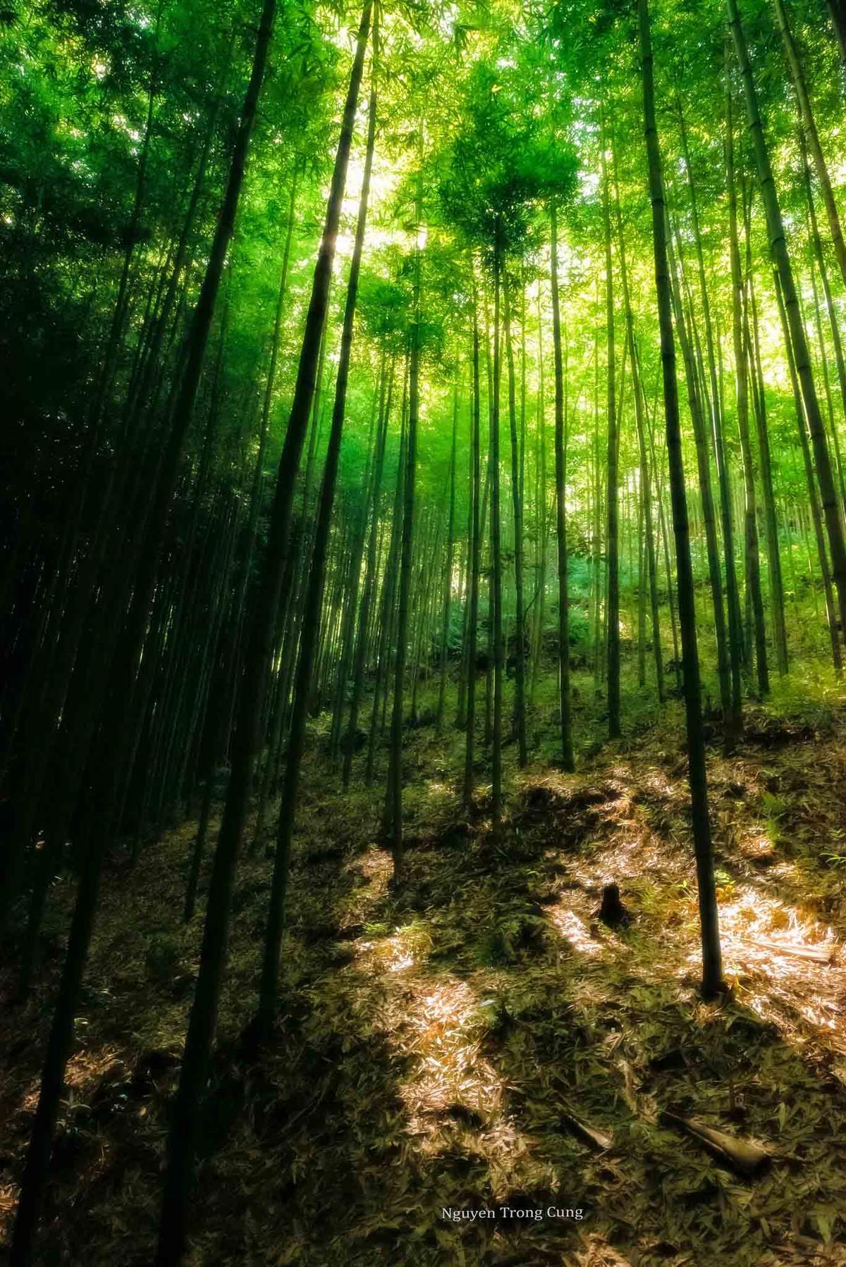 Đây là nơi thích hợp để du khách hòa mình vào thiên nhiên xanh mát và ghi lại những khoảnh khắc ấn tượng. Ảnh: Nguyễn Trọng Cung