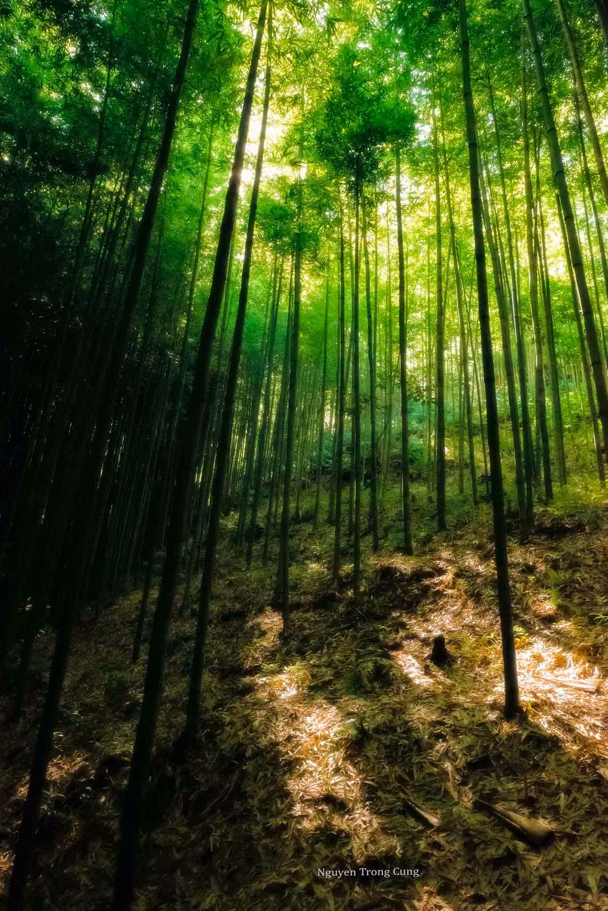 Đây là nơi thích hợp để du khách hòa mình vào thiên nhiên xanh mát và ghi lại những khoảnh khắc ấn tượng. Ảnh: Nguyễn Trọng Cung