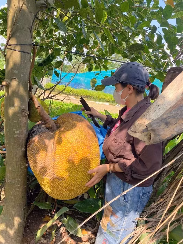 Cách đây ít ngày, quả mít nặng 43kg của gia đình chị Nguyễn Thủy (Yên Nghĩa, Hà Đông, Hà Nội) cũng khiến netizen "mắt tròn mắt dẹt".