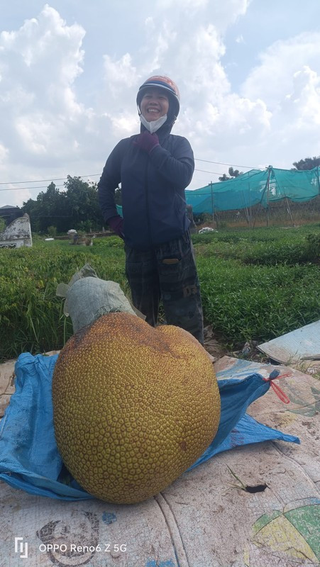 Đây là cây mít Thái được bố mẹ chị Thủy có trồng từ khoảng 10 năm trước. Ban đầu, chị Thủy ước lượng quả mít nặng khoảng 30kg. Tuy nhiên, sau khi đặt lên cân thử, chị bất ngờ khi trọng lượng thực của quả lên tới 43kg.