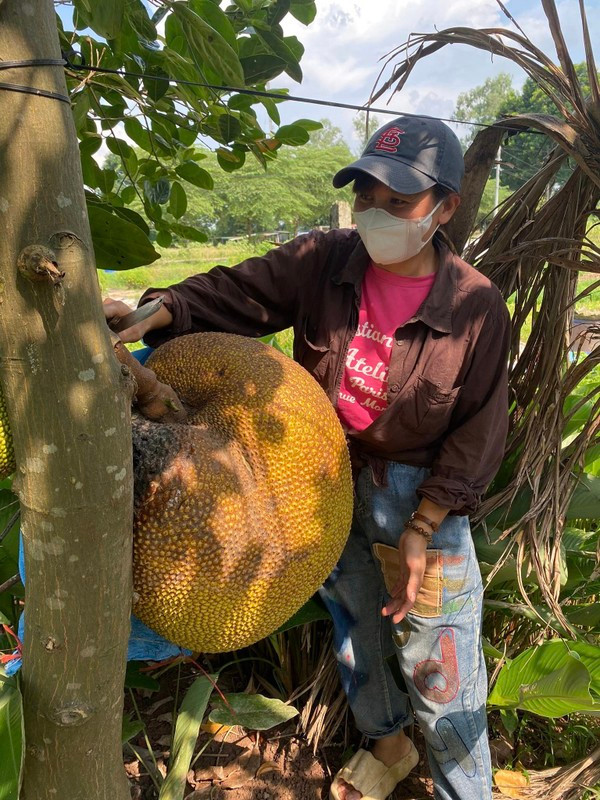 Sau khi bổ mít, chị quyết định chia cho họ hàng cũng những người thân quen: “Múi đều, ít hạt, xơ và cả phần cùi bên dưới cũng ngon, ngọt. Tôi rủ thêm bạn bè đến tập trung ăn ai cũng khen. Ngoài ra, tôi còn chia cho khoảng 13 người họ hàng, mỗi người một miếng để thưởng thức mới hết được”