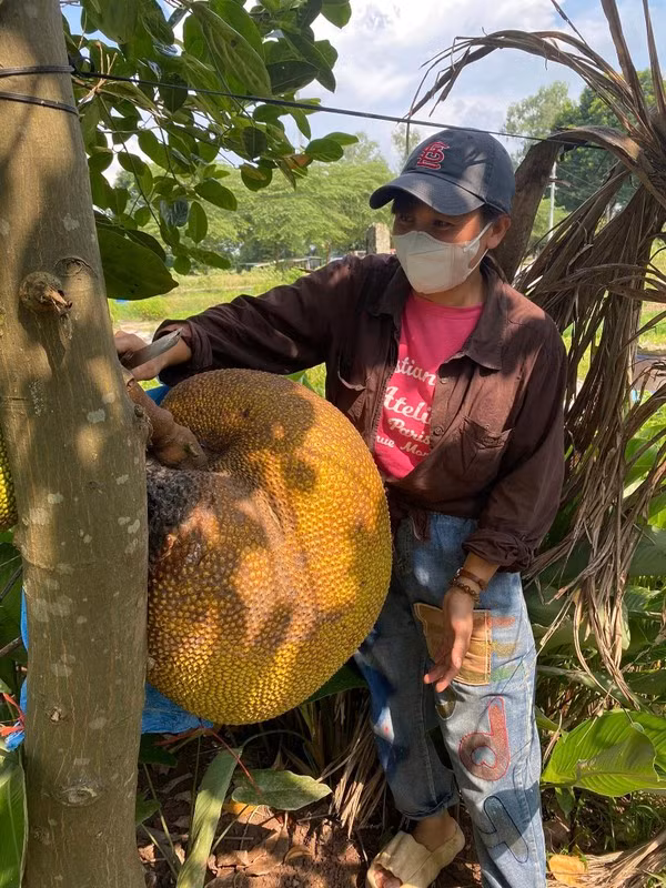 Sau khi bổ mít, chị quyết định chia cho họ hàng cũng những người thân quen: “Múi đều, ít hạt, xơ và cả phần cùi bên dưới cũng ngon, ngọt. Tôi rủ thêm bạn bè đến tập trung ăn ai cũng khen. Ngoài ra, tôi còn chia cho khoảng 13 người họ hàng, mỗi người một miếng để thưởng thức mới hết được”