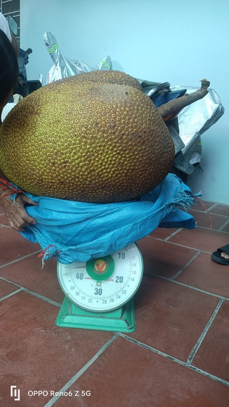 Được biết, năm nay, cây mít ra 5 quả, 4 quả còn lại đều nhỏ, chỉ riêng có quả mít này lại to khổng lồ. (Ảnh: Facebook)