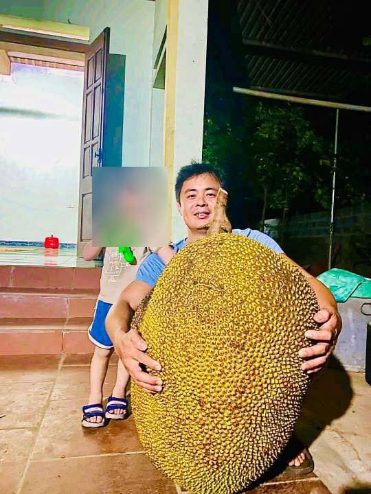 Được biết, gia đình ông Bình đã trồng một cây mít Thái bên cạnh nhà được khoảng 12 năm nay. Không nhớ trồng được mấy năm thì cây bắt đầu ra quả, thế nhưng cây mít cho trái quanh năm, năm nào cũng cho quả khủng, cứ năm sau lại to hơn năm trước.