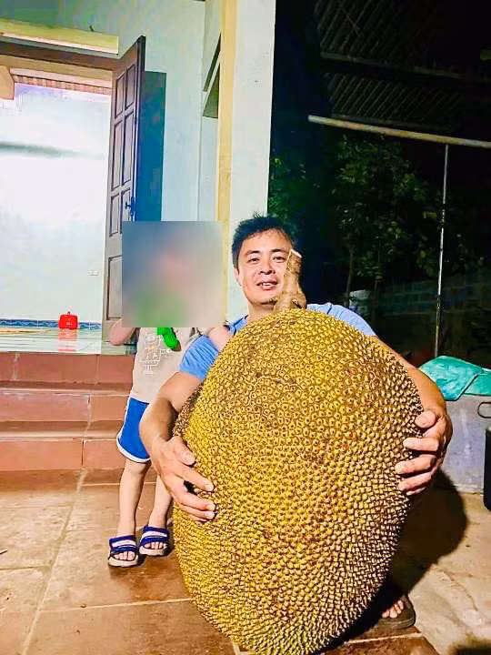 Được biết, gia đình ông Bình đã trồng một cây mít Thái bên cạnh nhà được khoảng 12 năm nay. Không nhớ trồng được mấy năm thì cây bắt đầu ra quả, thế nhưng cây mít cho trái quanh năm, năm nào cũng cho quả khủng, cứ năm sau lại to hơn năm trước.