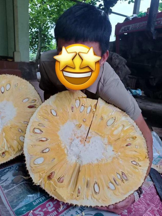 Quả mít khổng lồ nói trên là của gia đình ông Nguyễn Hoàng Bình (ở thôn Quyết Thắng, xã Thành Vinh, huyện Thạch Thành, tỉnh Thanh Hóa).