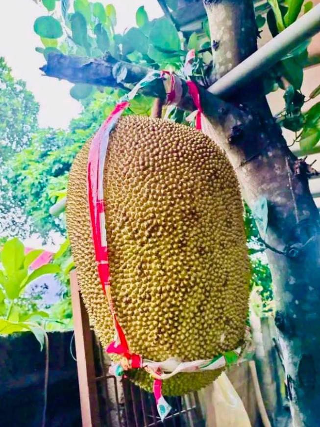 Bình thường quả nặng trên 20kg, năm ngoái có quả nặng 43kg và đặc biệt cách đây 2 ngày, gia đình ông Bình vừa thu hoạch quả mít lên tới 56kg. Khi quả còn ở trên cây, gia đình phải dùng dây để đỡ quả mít vì quá nặng.