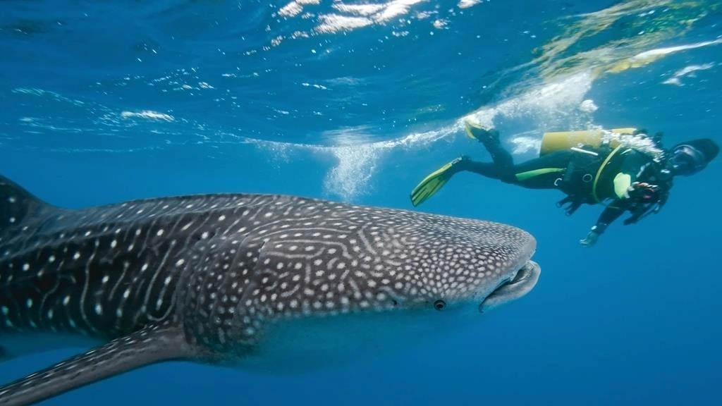 Đảo Holbox nằm ở phía Đông Mexico, thuộc bán đảo Yucatan. Tháng 8 đang là mùa cá nhám voi tại đây. Du khách có thể thuê phòng tại khách sạn Las Nubes de Holbox, nơi du khách có thể tham gia vào các tour lặn biển ngắm cá. Ảnh: Centurion Magazine