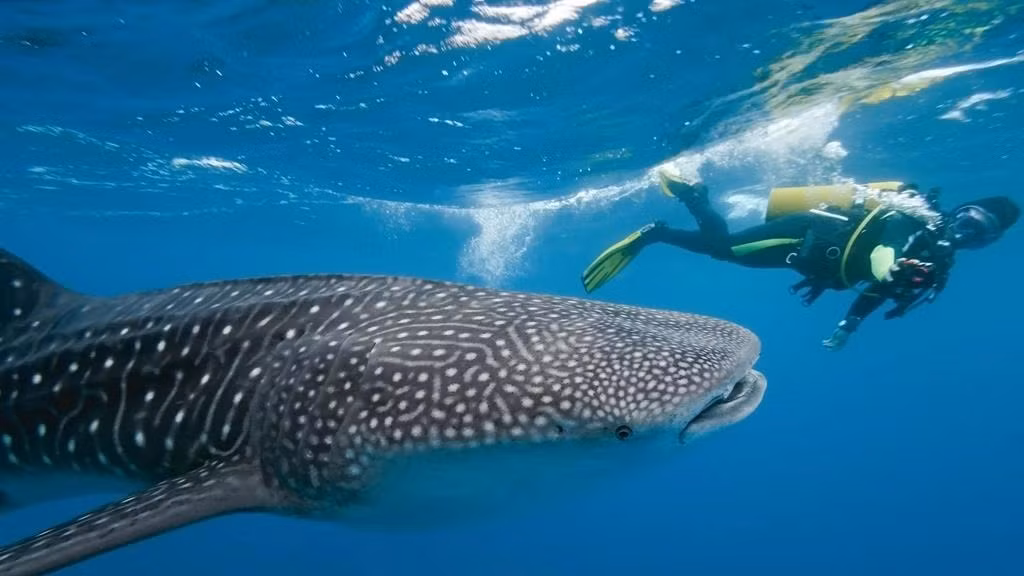 Đảo Holbox nằm ở phía Đông Mexico, thuộc bán đảo Yucatan. Tháng 8 đang là mùa cá nhám voi tại đây. Du khách có thể thuê phòng tại khách sạn Las Nubes de Holbox, nơi du khách có thể tham gia vào các tour lặn biển ngắm cá. Ảnh: Centurion Magazine