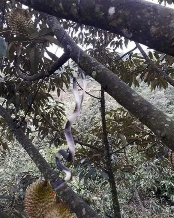 Chỉ nhìn từ xa thôi thì không thể nào xác định được đây là rắn giả.