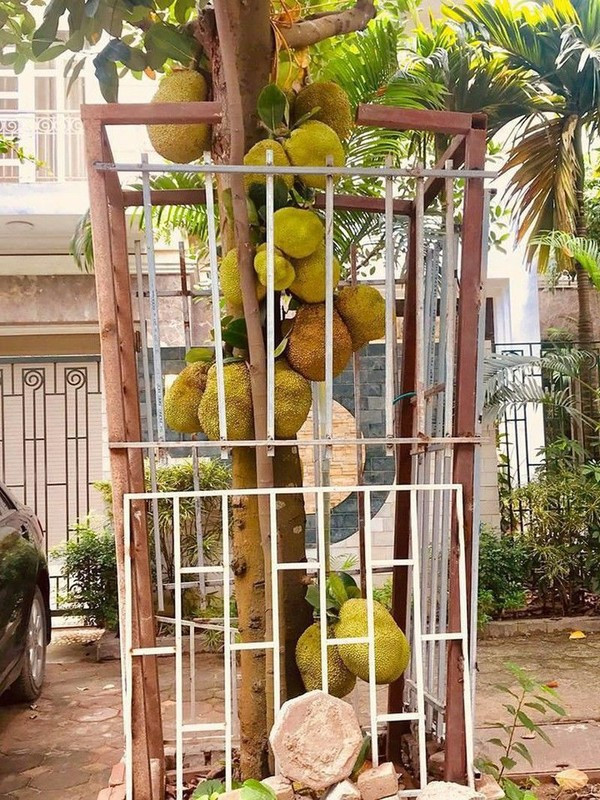 Rào bằng thép thôi chưa đủ, phải dằn thêm vài tảng đá to to bên dưới mới bảo vệ được những trái mít.