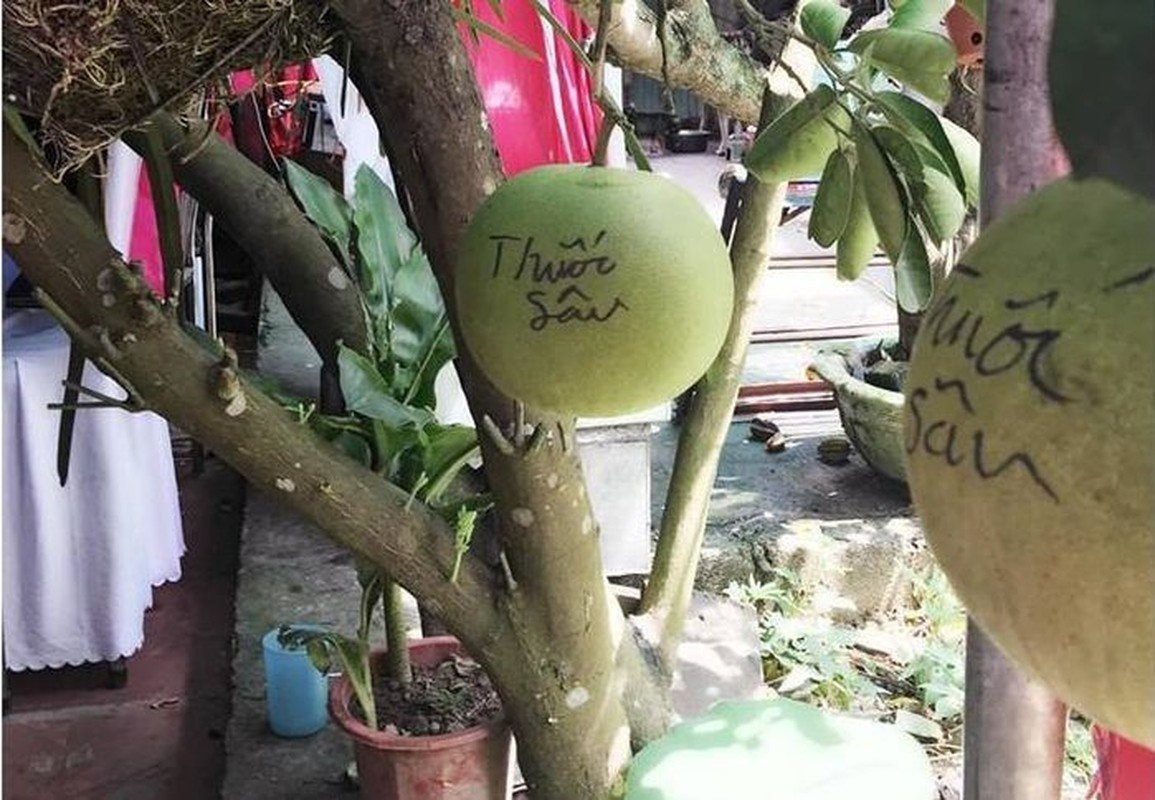 Nhìn thấy chữ thuốc sâu thì kẻ trộm cũng ái ngại.