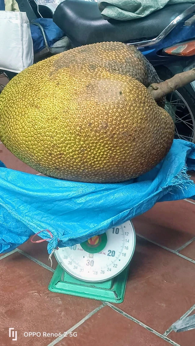 Ban đầu, chị Thủy ước lượng quả mít nặng khoảng 30kg. Tuy nhiên, sau khi đặt lên cân thử, chị bất ngờ khi trọng lượng thực của quả lên tới 43kg.