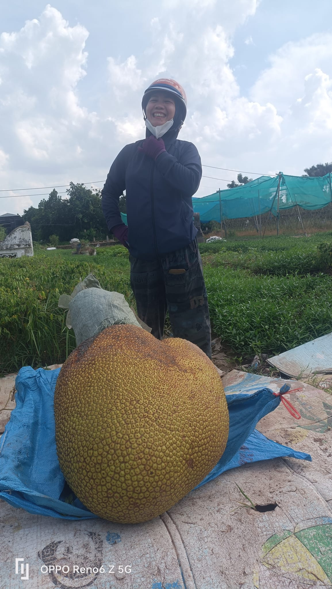 Chủ nhân của cây mít cười rạng rỡ khi "thu hoạch" quả mít khổng lồ.