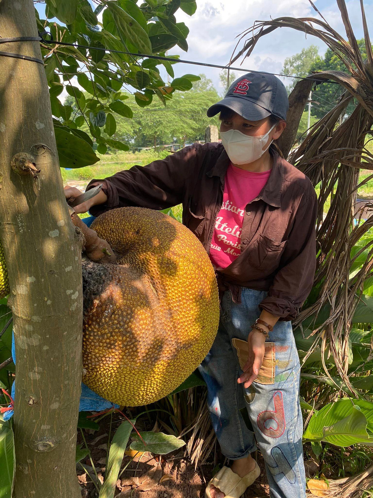 Năm nay, cây mít ra 5 quả, 4 quả còn lại đều nhỏ, chỉ riêng có quả mít này lại to khổng lồ.
