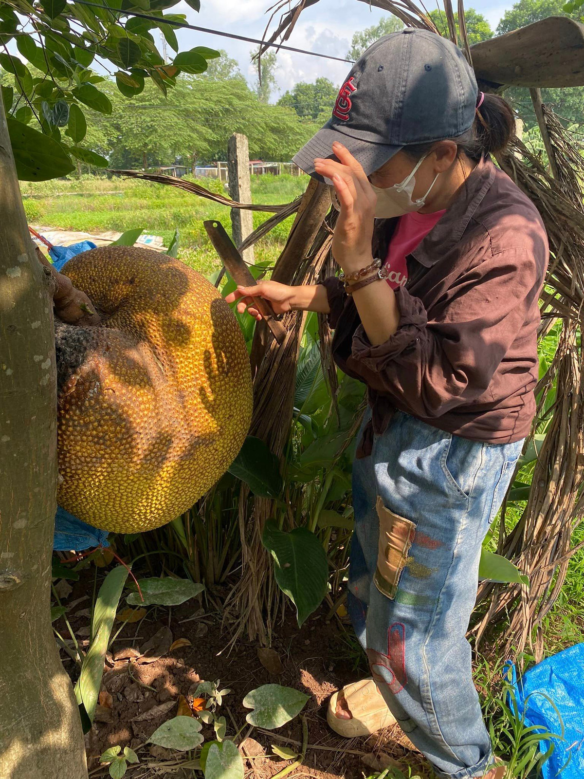 Đây là cây mít Thái được bố mẹ chị Thủy có trồng từ khoảng 10 năm trước. Sau vài năm, cây mít ra quả nhưng trái nhỏ, trung bình dao động 3-4 kg/quả. Mỗi năm, cây mít cũng chỉ ra vài quả chứ không quá sai.