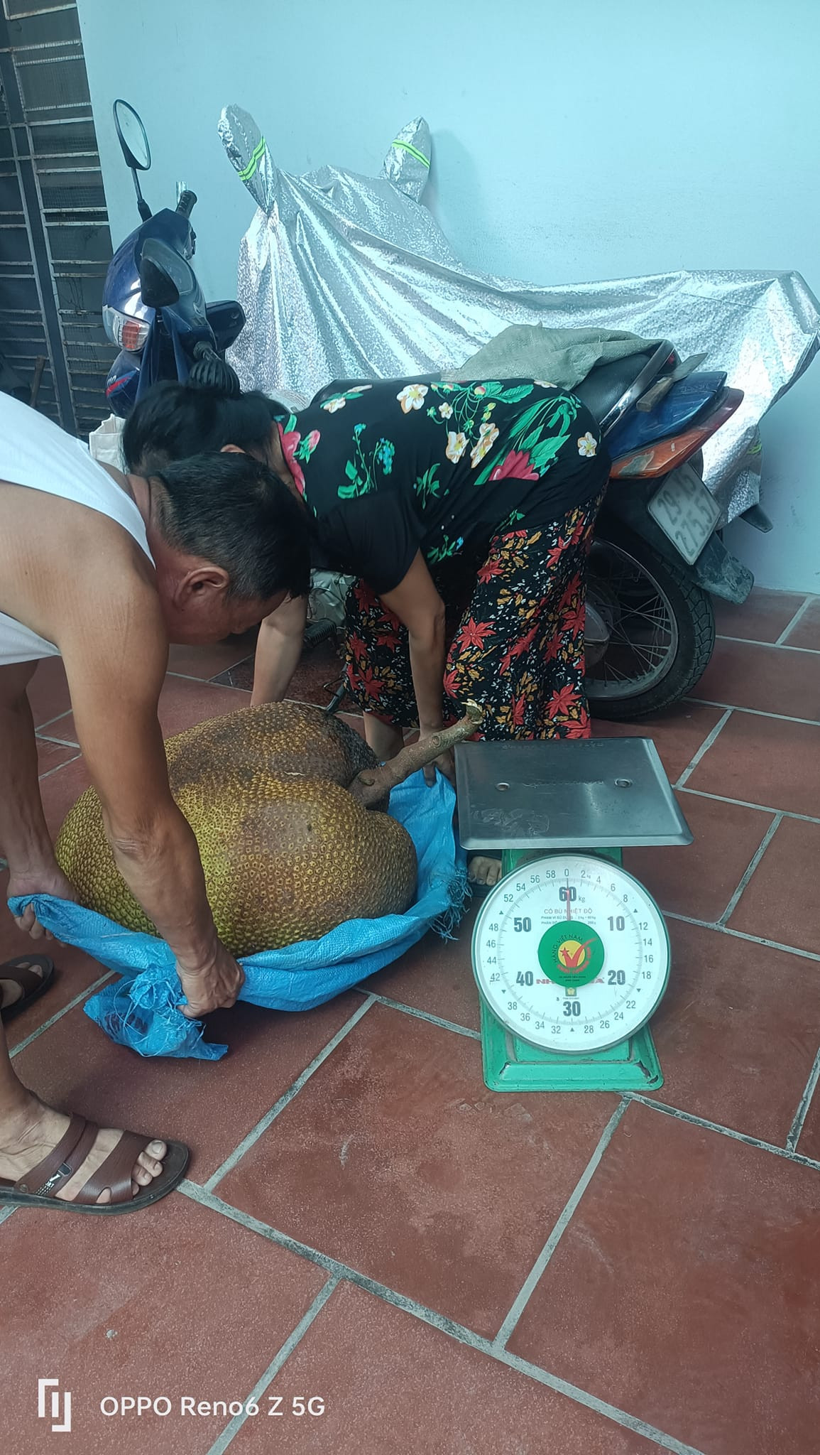 Quả mít phải 2 người bê.