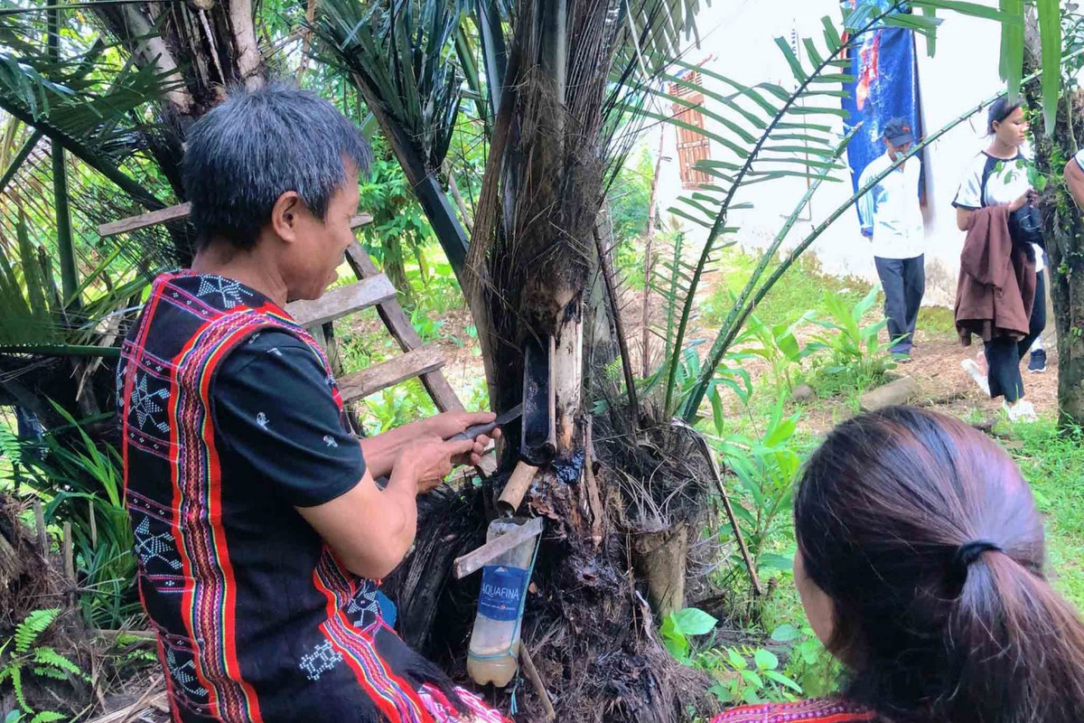 Một trong những trải nghiệm thú vị khác tại đây là chứng kiến người dân lấy “rượu Đoác”. Đây là thức uống truyền thống có từ ngàn xưa của dân tộc Tà Ôi sống trên dãy Trường Sơn.